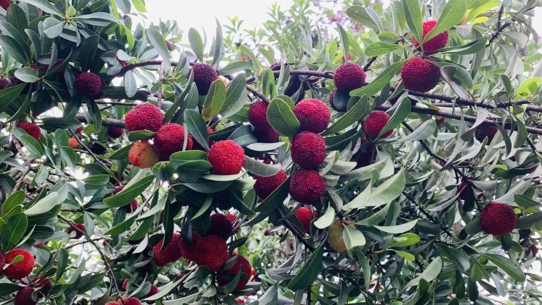 IMG_8468_副本.jpg 图片